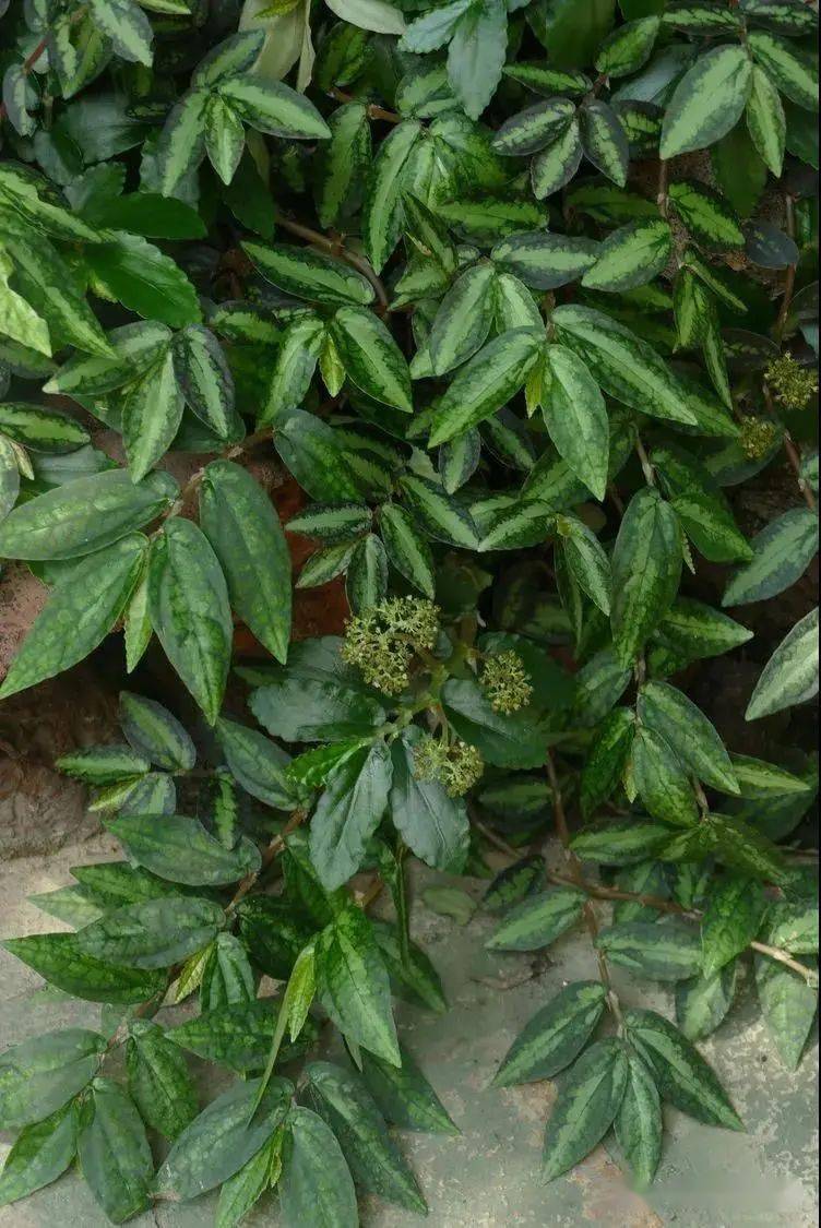 【你好!大自然】第205期:吐烟花