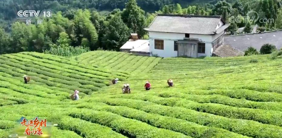 乡村|走进乡村看小康 | 湖北宣恩伍家台村：打造茶文化旅游区 茶香园美产业兴