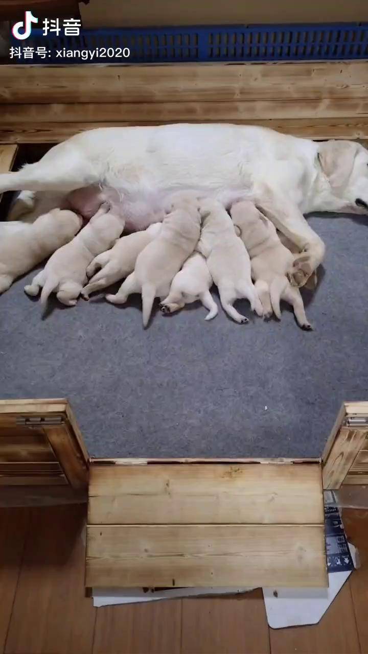 出生12天的拉布拉多幼犬,越来越能吃,也越来越强壮
