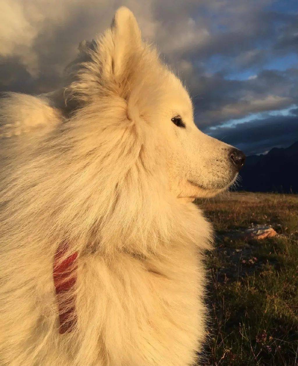 这只萨摩耶"飞翔"的样子,帅翻无数网友:仿佛看到了白龙马!