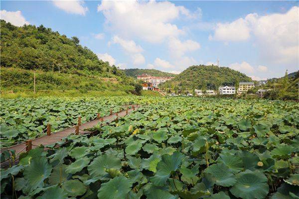 一大早,刘朝慧便和村民们来到草莓种植大棚,清沟,起垄,种植草莓幼苗