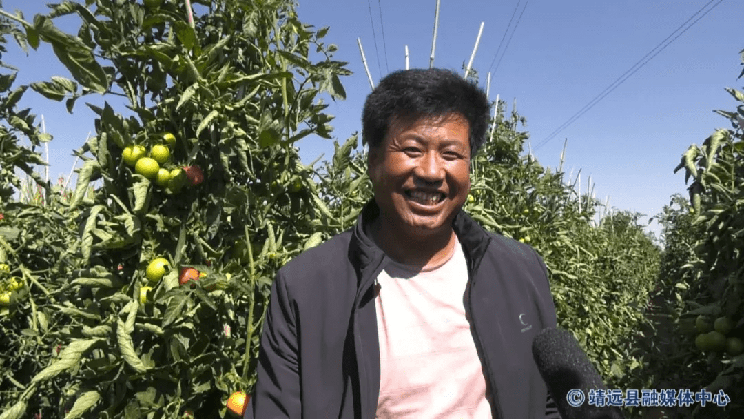 靖远县刘川镇西红柿喜获丰收