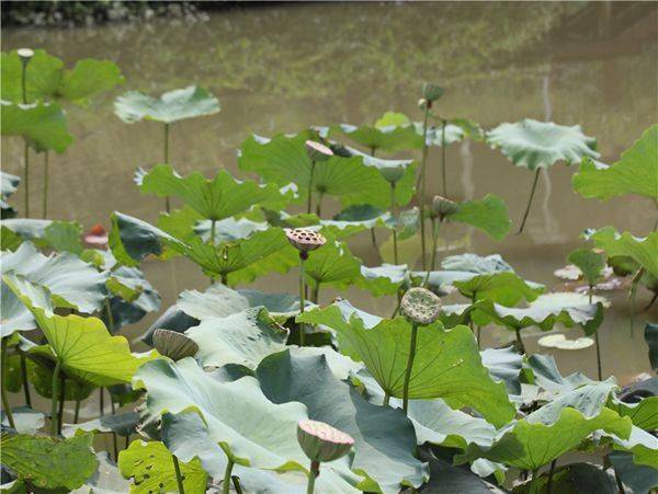 一大早,刘朝慧便和村民们来到草莓种植大棚,清沟,起垄,种植草莓幼苗