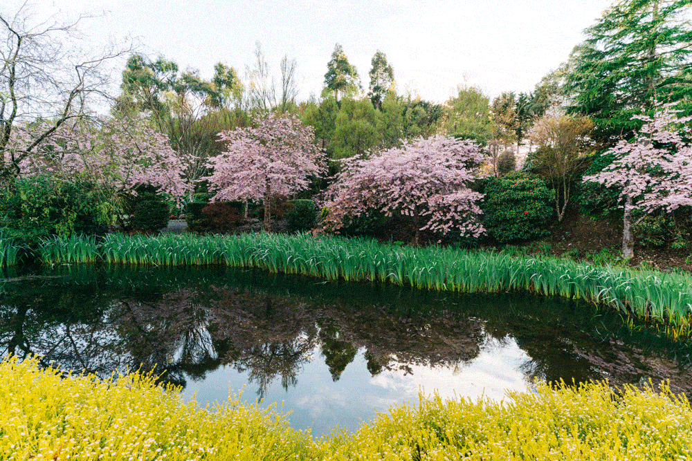 9月的惠灵顿,"樱"为有你,如约而至!_樱花