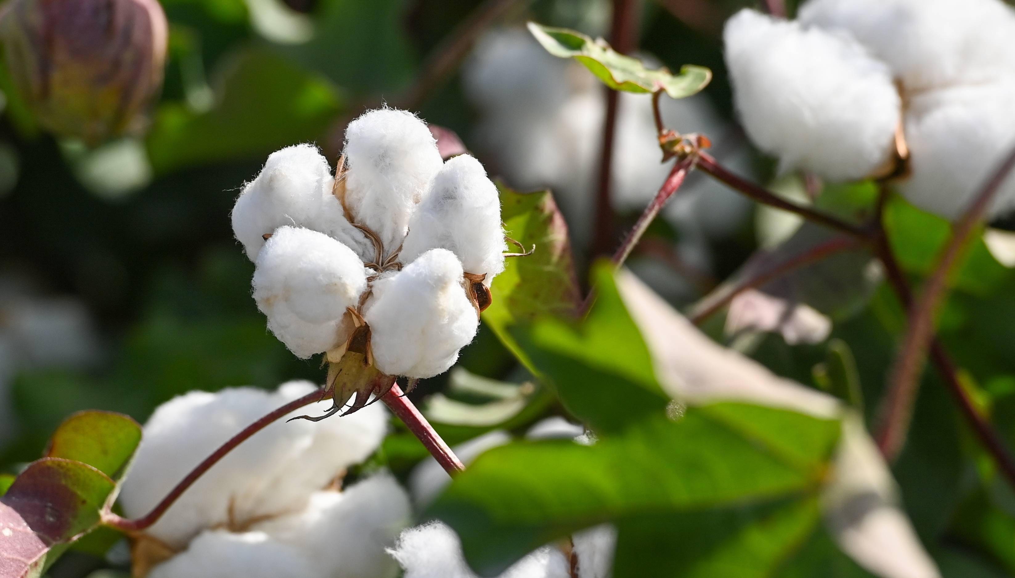 【新疆棉花进入采收期,中棉协预计今年将迎丰产】中国棉花协会8月调研