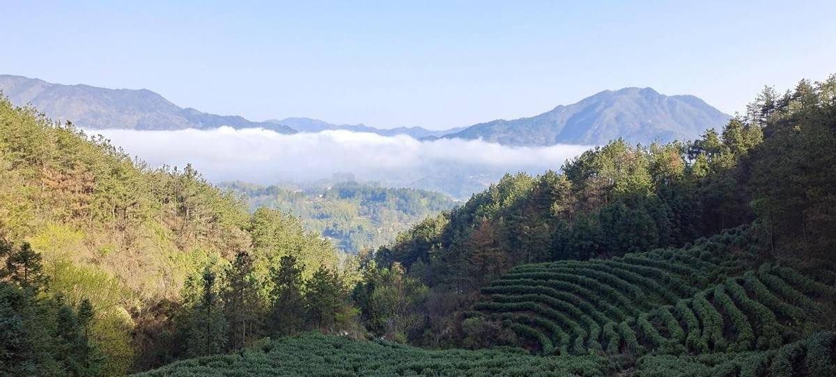 桐城市唐湾镇:"三雁"合舞激活发展新动力