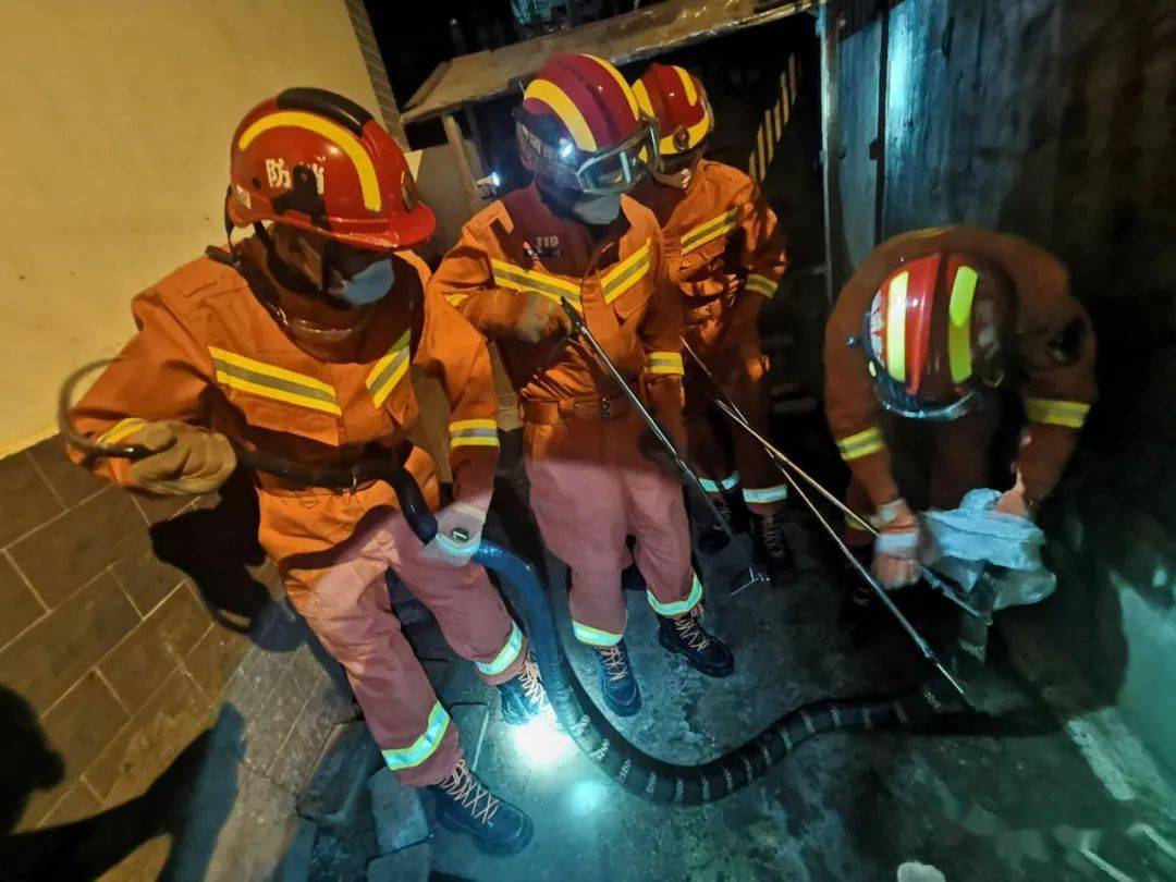 眼镜王蛇出没!大理市消防深夜捕蛇解民忧