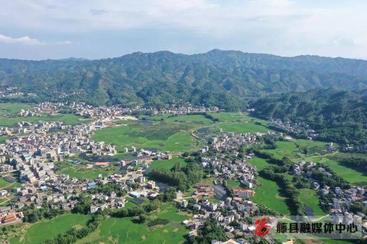 古龙镇:八角飘香迎丰收 乡村振兴路拓宽_藤县