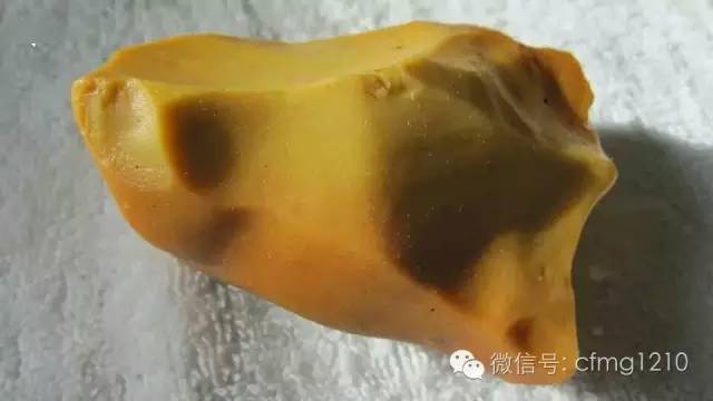 觀賞型沙漠漆