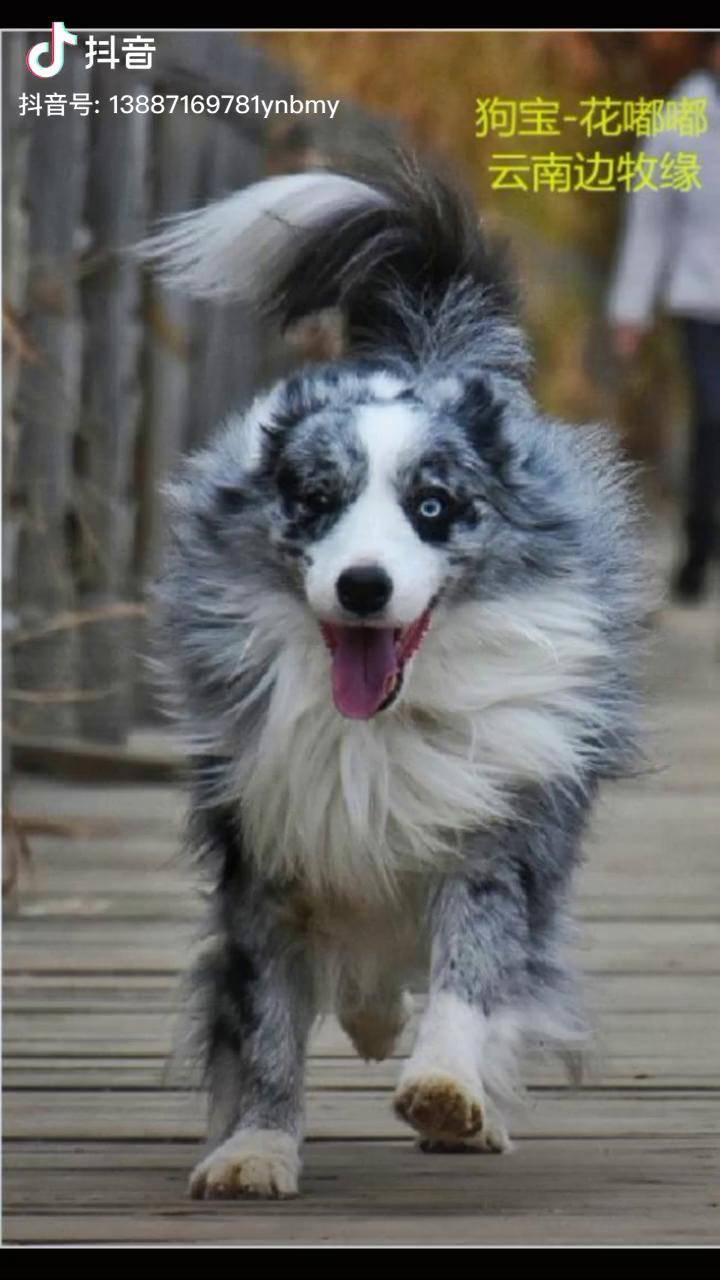 狗宝一花嘟嘟边境牧羊犬边牧陨石家有萌宠萌宠