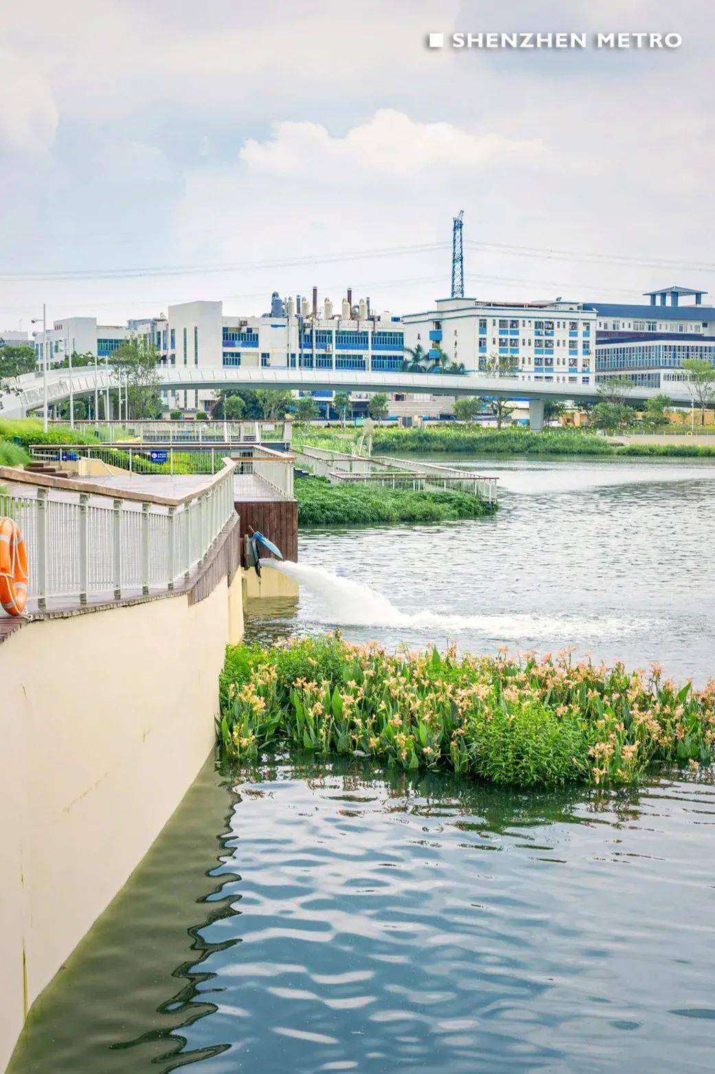 就是坐落於沙井東北部的蠔鄉湖公園同時它也是一個360°親水溼地