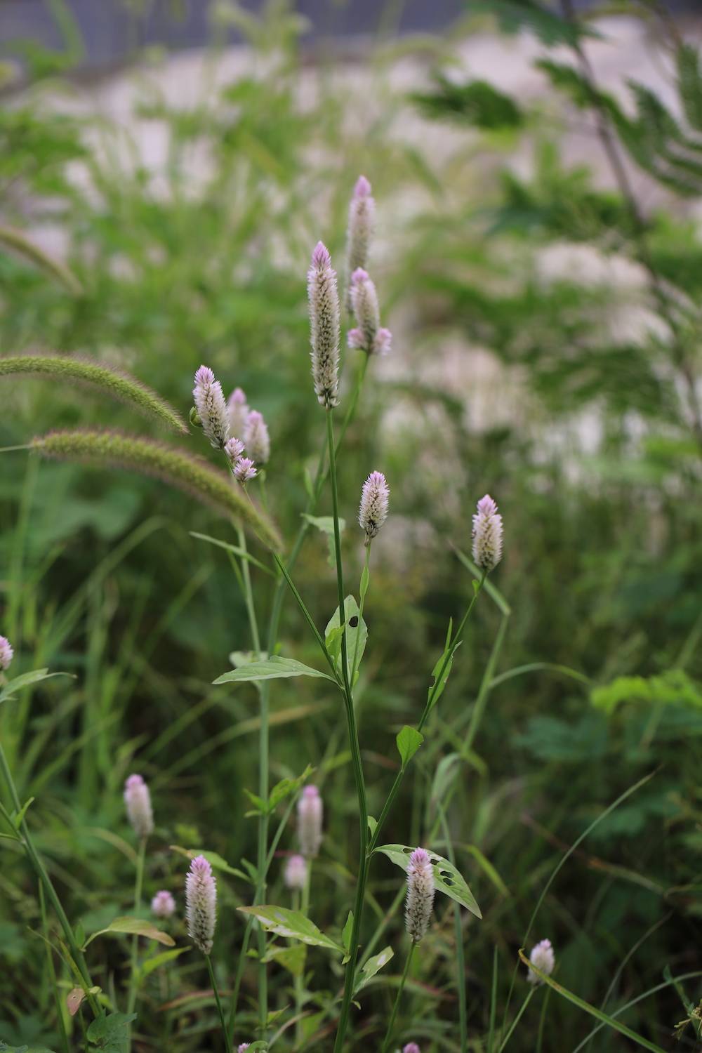自然散步野生青葙荒野之主