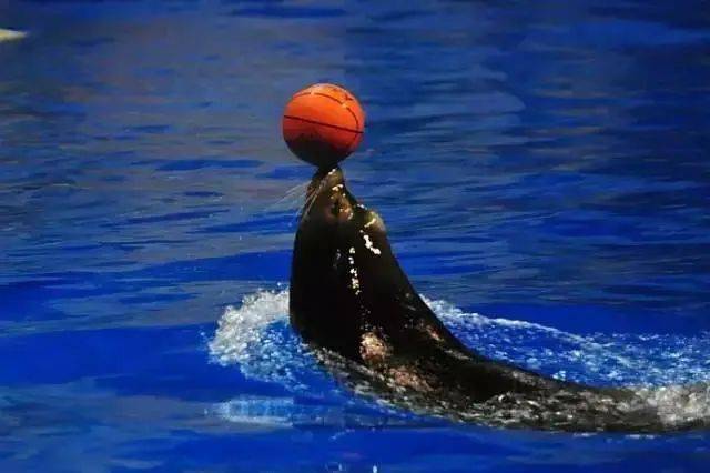 关于潮阳国庆期间,周知!_海狮