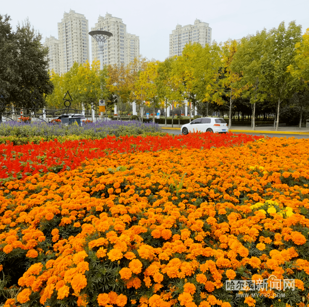 迎国庆百花扮靓冰城
