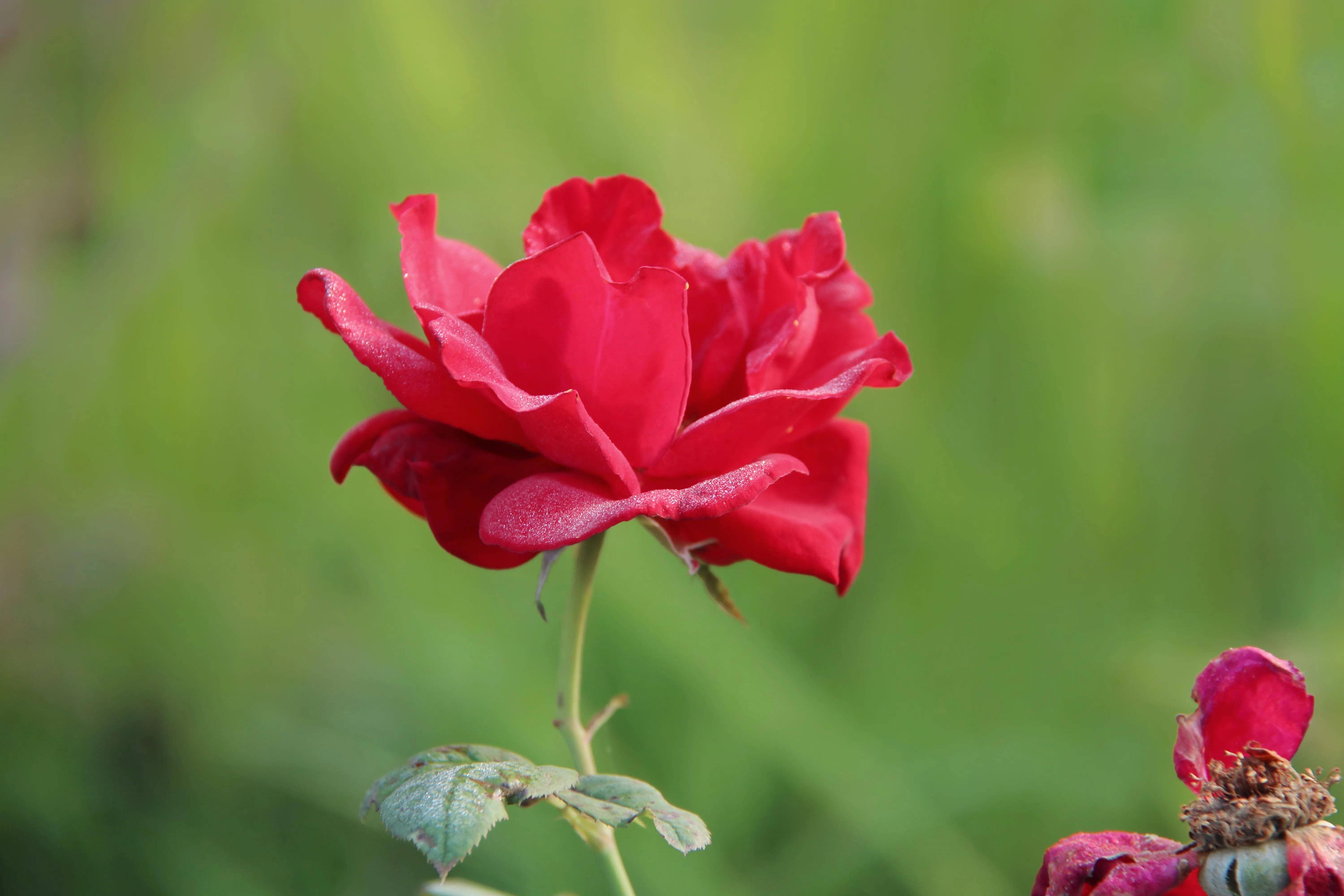 秋天月季红艳艳