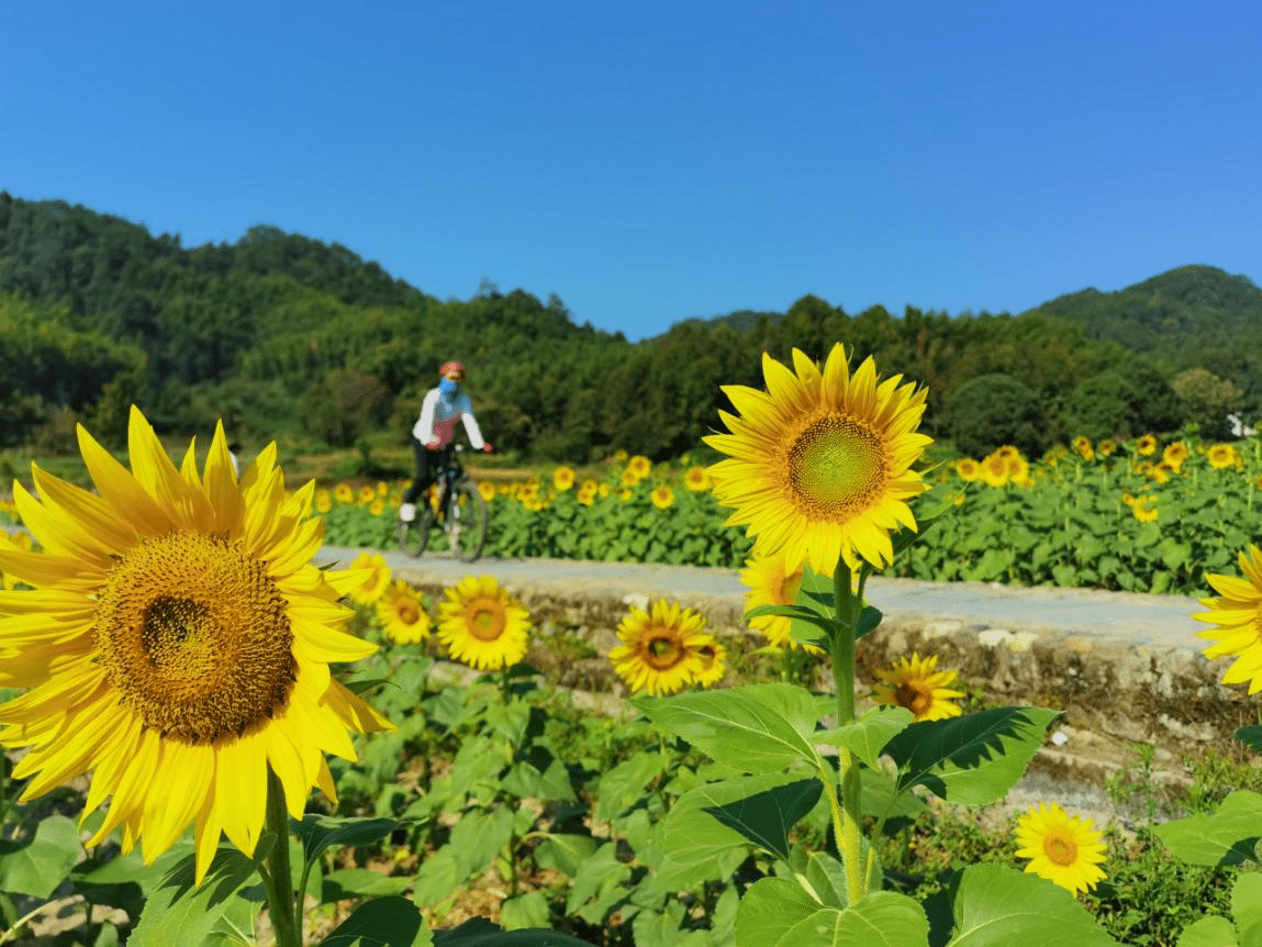 徽州区|黄山：百亩葵花笑迎八方游客