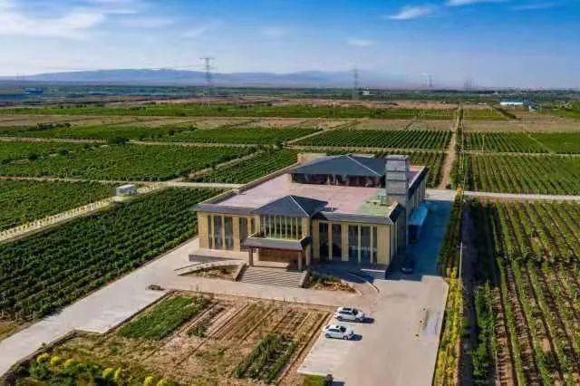 产品|“小芒森”引出产区多元化发展路线