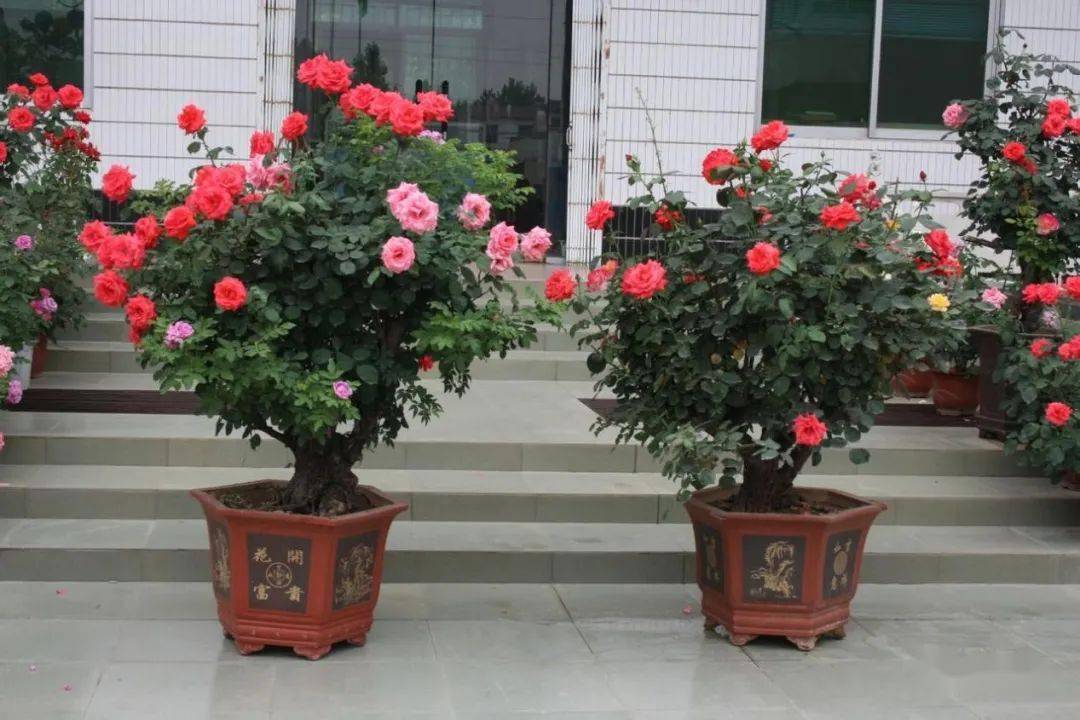 可以食用的玫瑰花品种盆栽 25bab5d2a43646b997224a280aa10cf3.jpeg