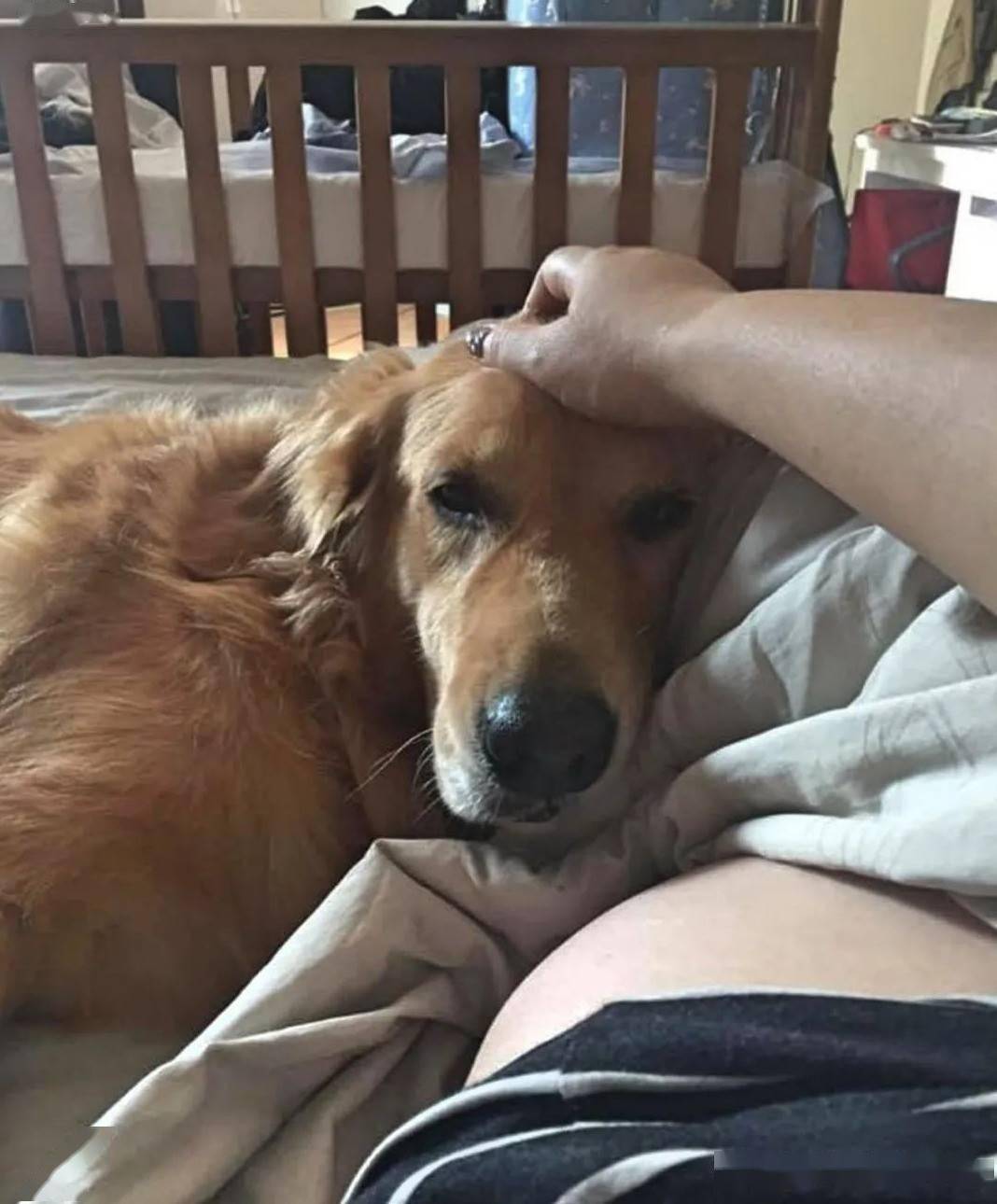 什么办法不让狗怀孕 644d51e404824760a5d41d12acb0b2d9.jpeg