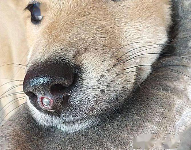 狗狗哭着回家发现鼻子有个血孔看清里面的东西破口大骂