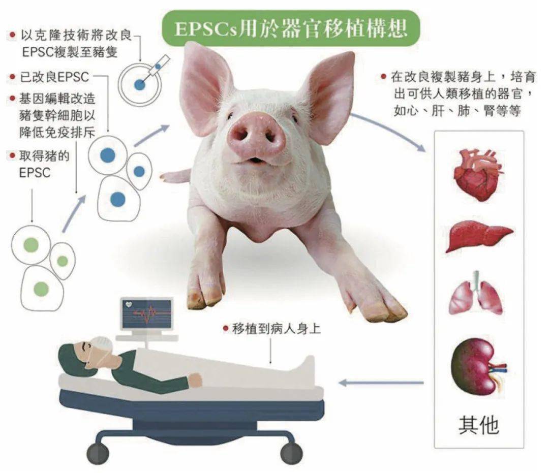 PPT - 附红细胞体病 (Eperythrozoonosis) PowerPoint Presentation, free download ...