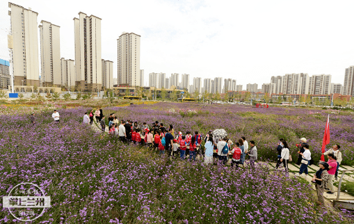 寻找花儿般的幸福生活甘肃新媒体集团小记者走进兰州碧桂园百亩花海