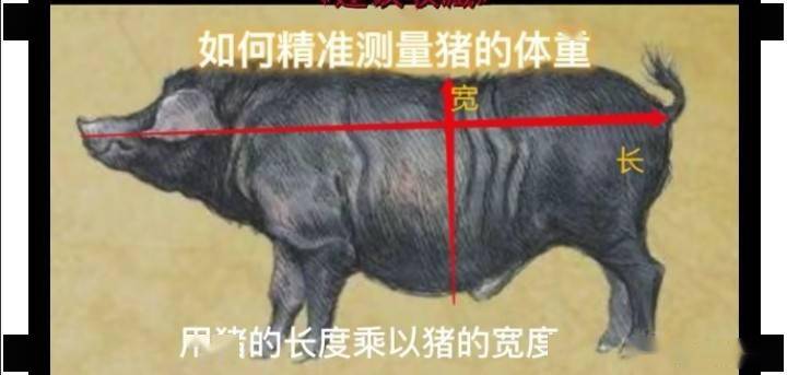 测量估算猪体重图解图片