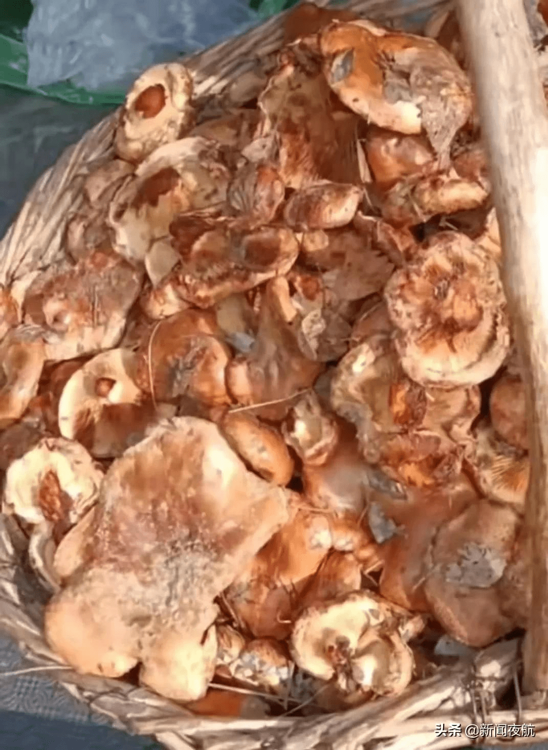 大庆|因食用野生蘑菇，大庆市4天3人中毒住进ICU