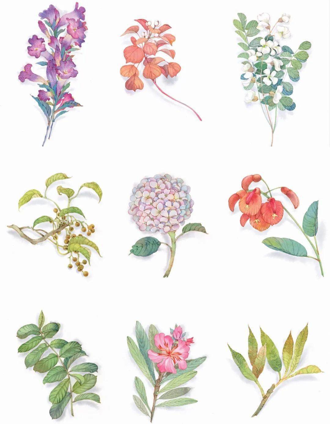 新书 毒草芬芳 芭芭笔下的水彩花卉 作品展