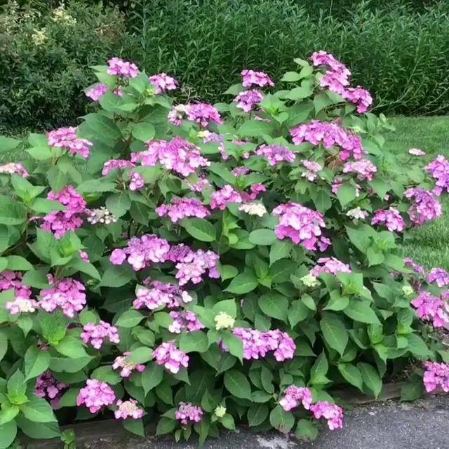 花园植物绣球绣球塔贝多季开花