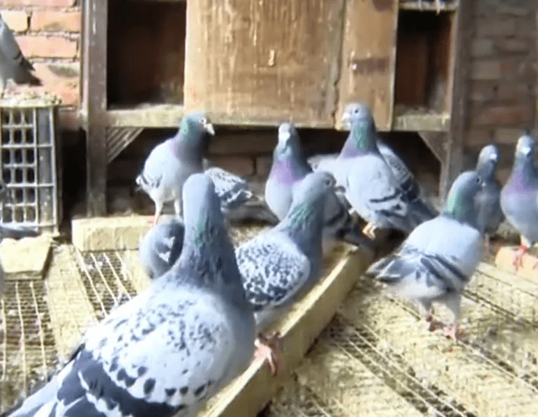 粪便|女子帮丈夫杀鸡后失去意识，竟是患上了致死率40%的重疾…...