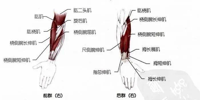 你要学习的手臂肌群拉伸都在这里了