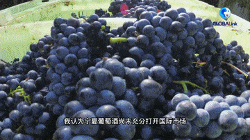 中法|全球连线｜中法友谊在葡萄酒香中愈加醇厚