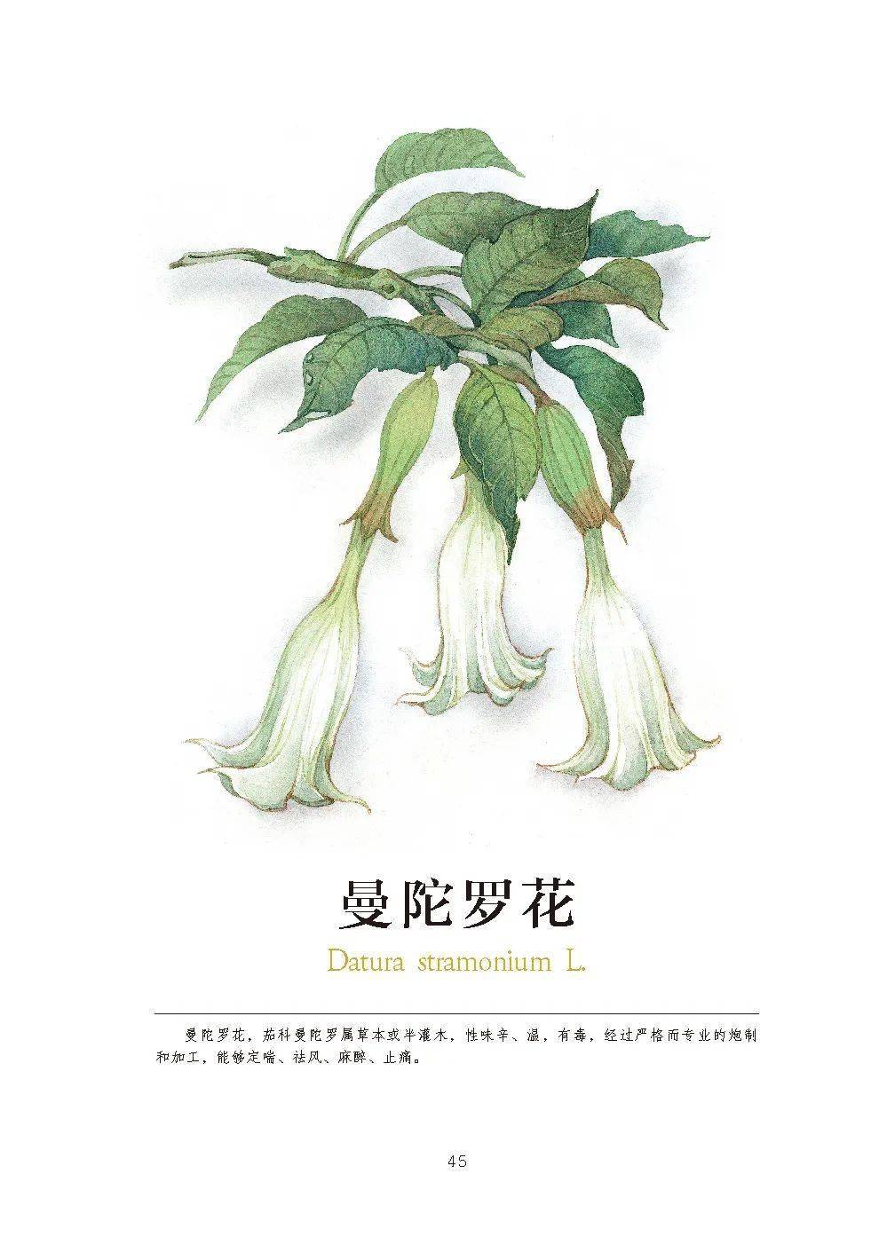 新书 毒草芬芳 芭芭笔下的水彩花卉 作品展