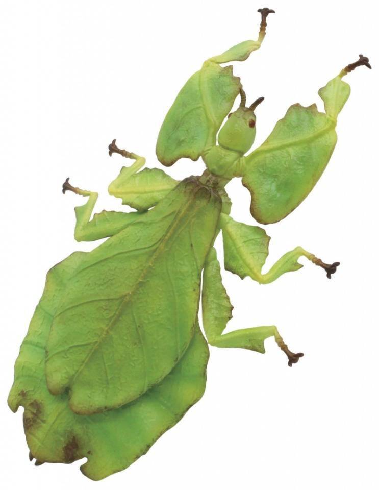 模玩资讯:t-arts 原色图鉴系列 拟态昆虫扭蛋 叶,兰花螳螂