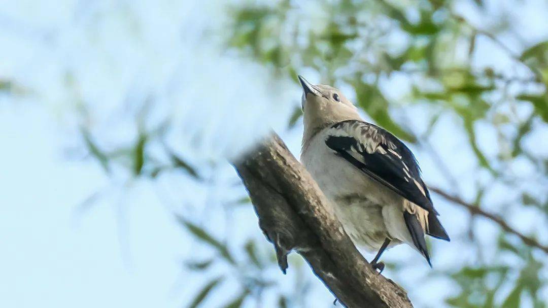 山西鳥類圖鑑北椋鳥