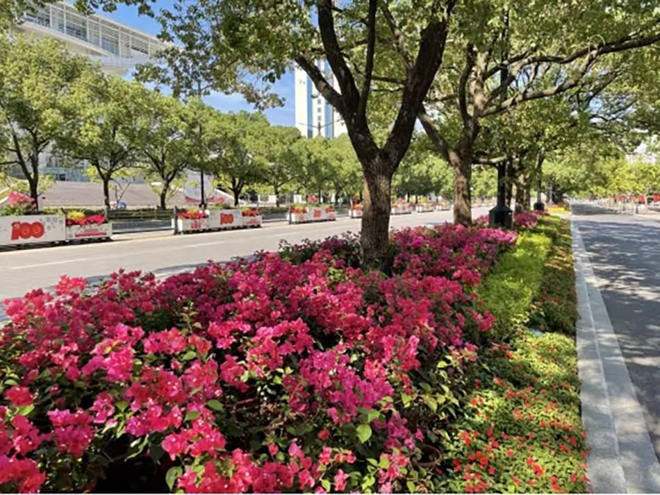 陆家嘴用花拼出"1921",迎接国庆上海街头花卉焕然一新_绿化