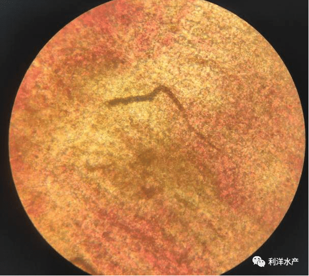 【每周一例】鲇怀感染鳃霉大量死亡