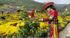 民和首届菊花文化旅游节开幕 乡村旅游