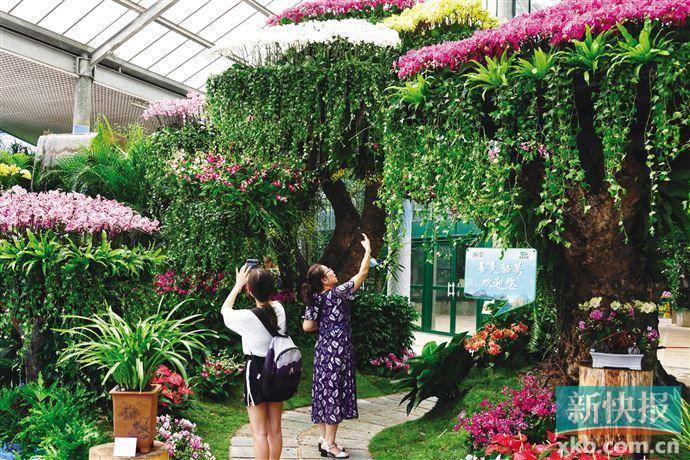 花展|华南植物园举办精品兰花展 广东非遗传人来互动