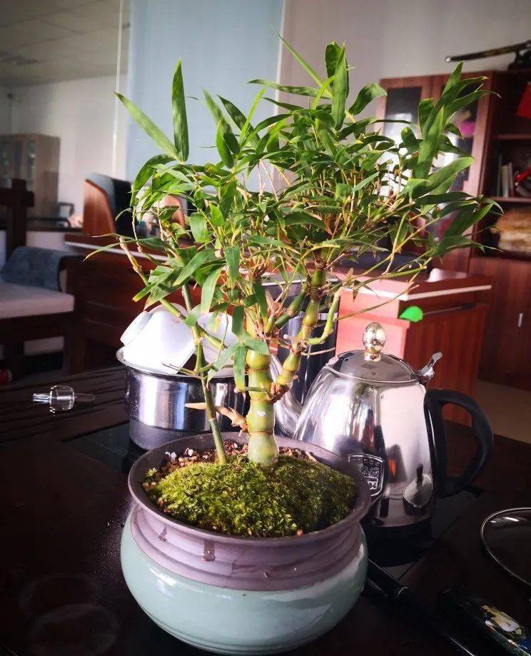 这"胖竹子"真奇特,既有竹的风骨与品格,还胖起来真好看!_盆景