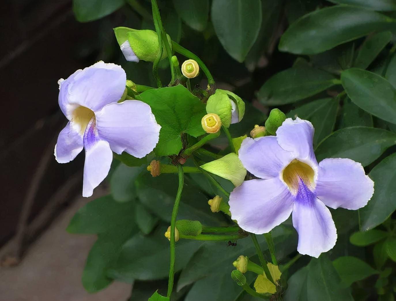 庭院景观常用植物水生藤本篇