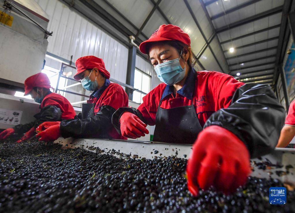 企业|乌海葡萄熟了