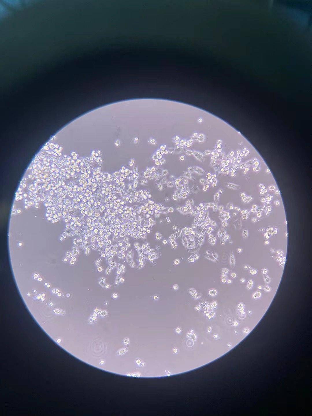 法律风险|“自制药救儿父亲”徐伟回应法律风险：要说是做药，肯定不合法