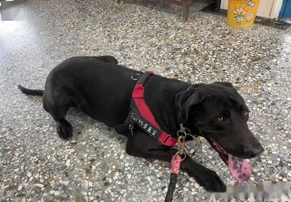 高山犬被说是野狗,网友打抱不平,主人的反应却让人意外._万金