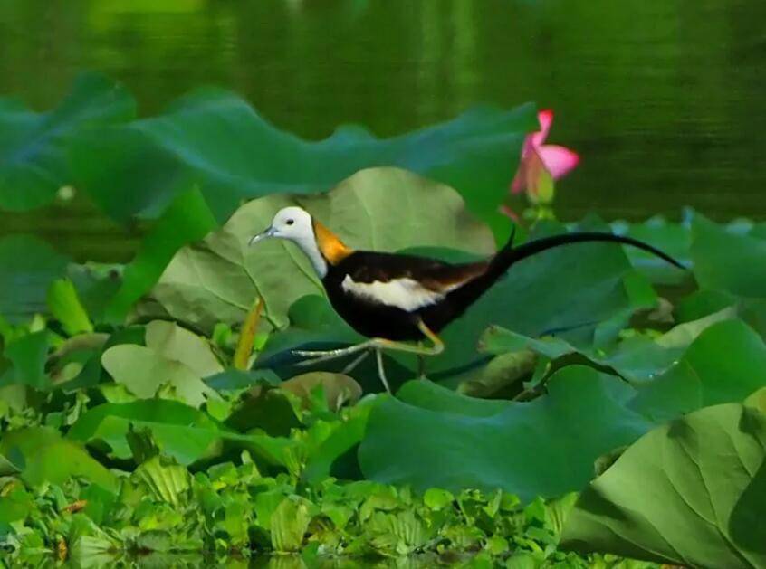 生态海南之幸福河湖｜领略五源河国家湿地公园生态美