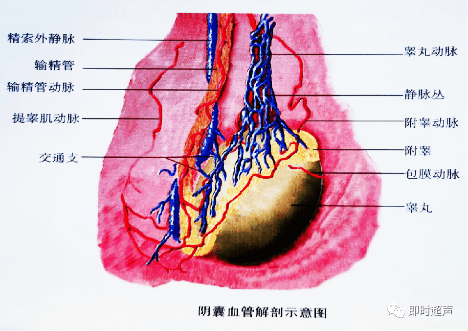 睪丸睪丸縱切面呈卵圓形,橫切面呈近圓形.表面光滑,包膜呈線樣高回聲.