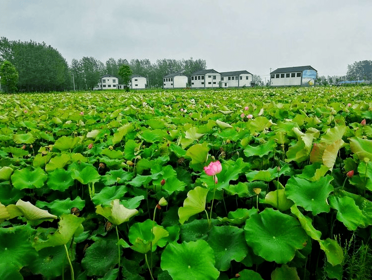 速看涡阳人十一假期必去的三大景点