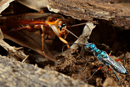 博物志美丽又致命的蟑螂杀手