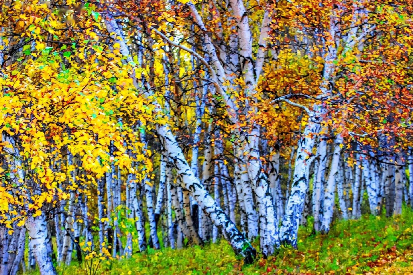 杨树背坝上最美的白桦林这个秋天属于乌兰布统